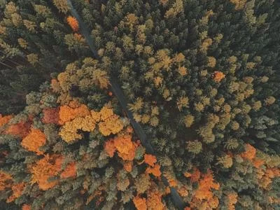 清蒸鲈鱼